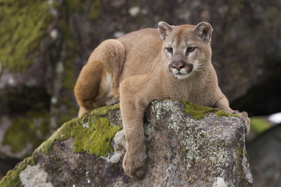 mountainlion