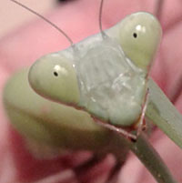 Praying Mantis